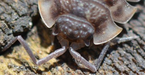 Oniscus asellus